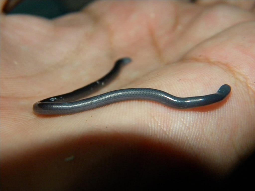 Blind Snake in the Palm of a Hand