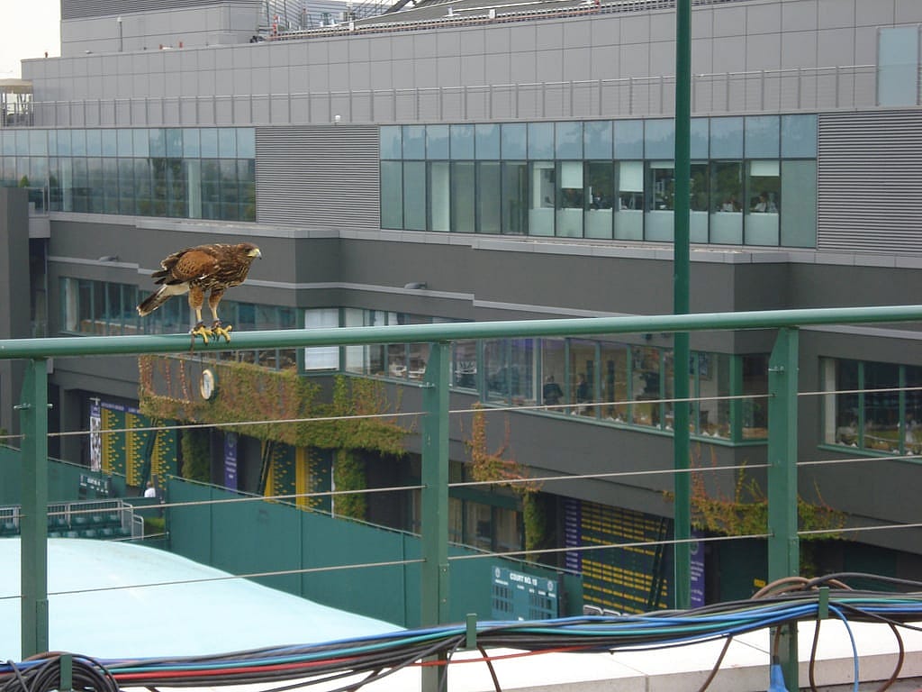 Tufus, a Harris Hawk, patrols Wimbledon's Tennis Courts. 