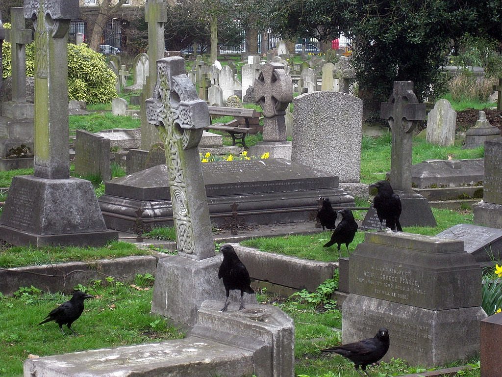 A group of crows in a cemetery.