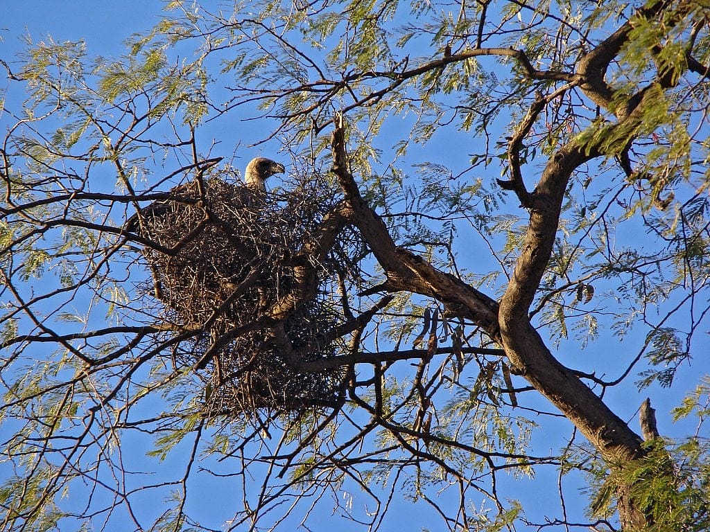 White-backed Vulture in Stick Nest