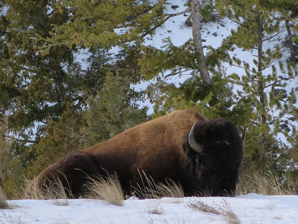 Yellowstone Wildlife in Winter - Another roadside attraction while driving from Cody to Yellowstone National Park. A bison lies down in the snow.
