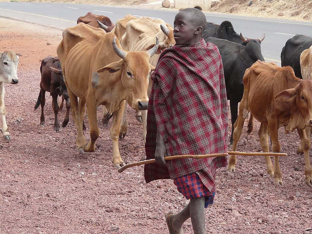 Young Boy Herding Cattle in Tanzania
