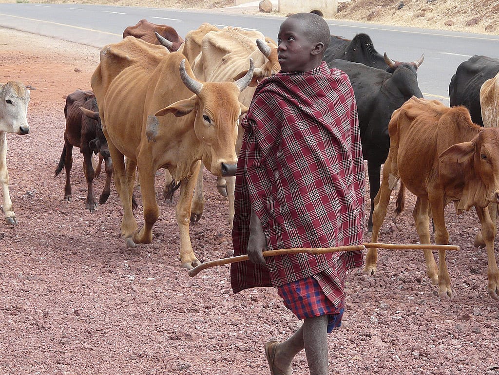Young Boy Herding Cattle in Tanzania