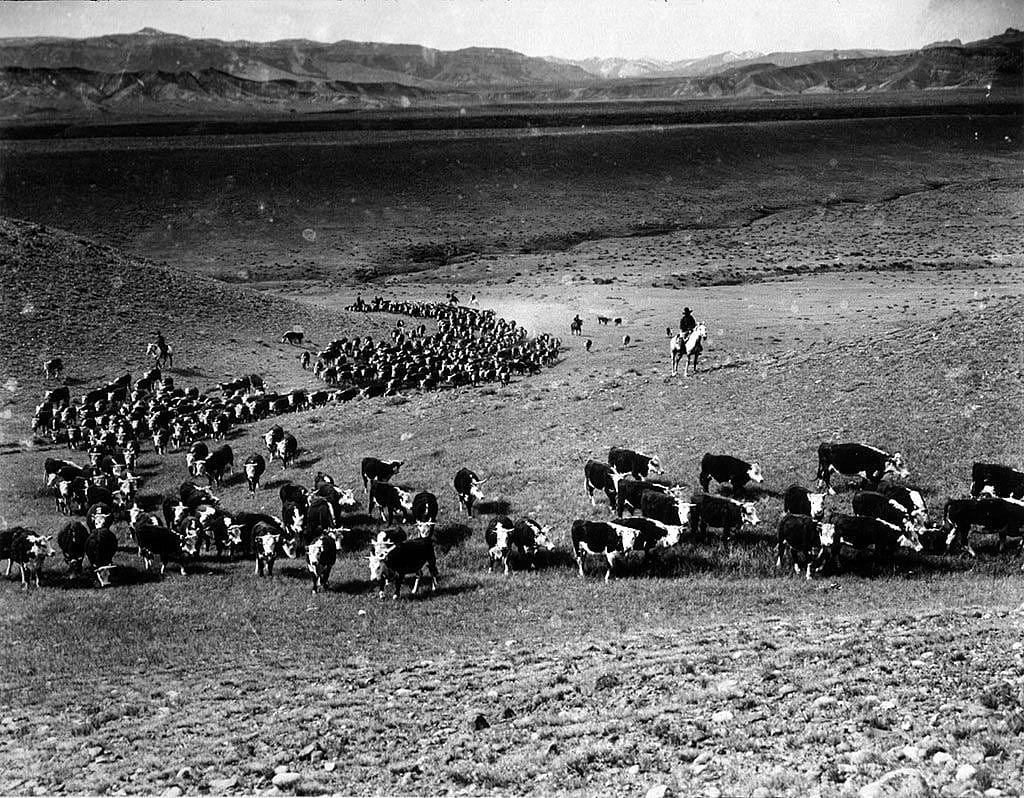 Charles J. Belden (1887-1966). Chuck Curtis and others trailing a herd of cattle on the Plains. MS 3 Charles Belden Collection. P.67.266