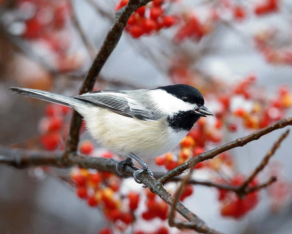 Photo shows a chickadee with a sunflower seed it may be cashing. 