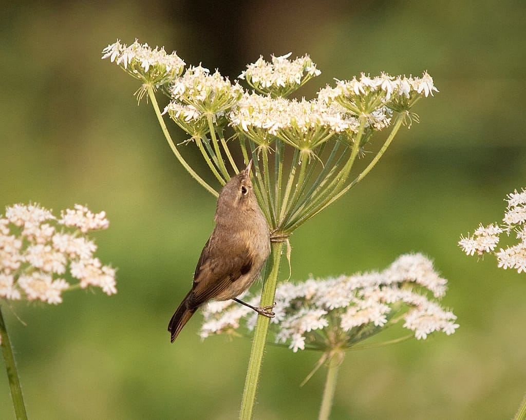 Chiffchaff Gleaning for Insects