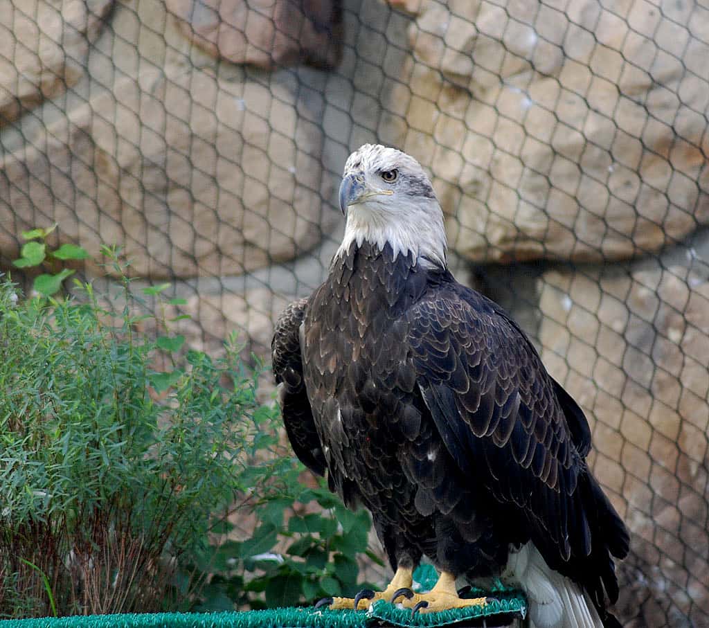 Bald eagle Jade