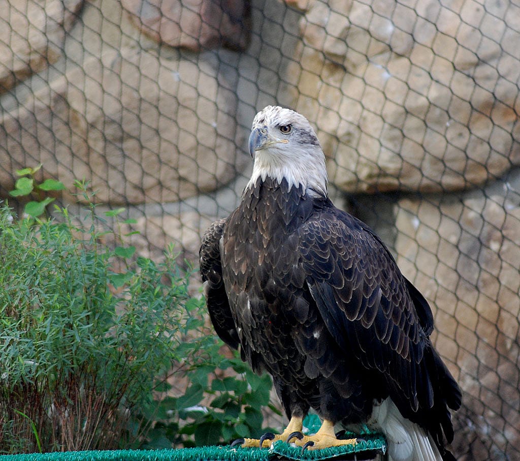 Bald eagle Jade
