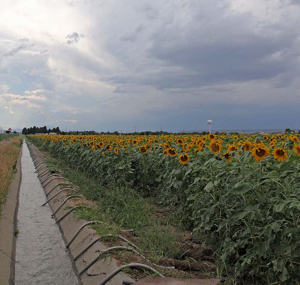 In the twenty-first century, farmers in the Bighorn Basin continue to benefit from Buffalo Bill's efforts to build a community through irrigation - like this field of sunflowers east of Cody at Powell, Wyoming.
