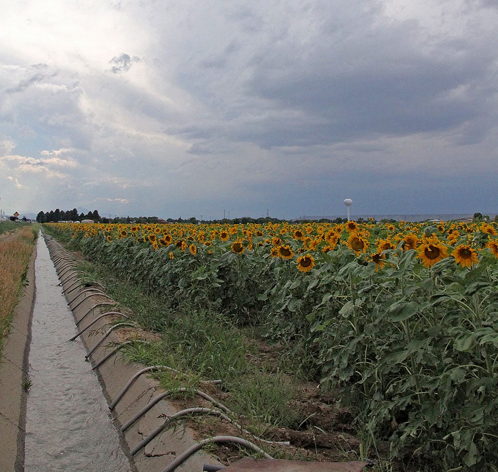 In the twenty-first century, farmers in the Bighorn Basin continue to benefit from Buffalo Bill's efforts to build a community through irrigation - like this field of sunflowers east of Cody at Powell, Wyoming.
