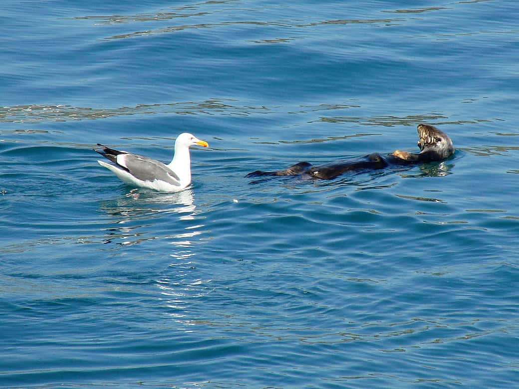 Seagull Eying the Otter's Catch