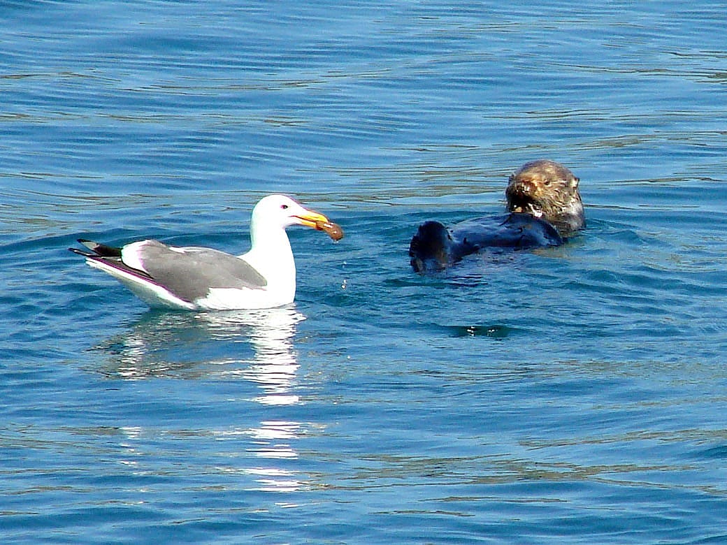 Seagull Enjoying the Otter's Catch