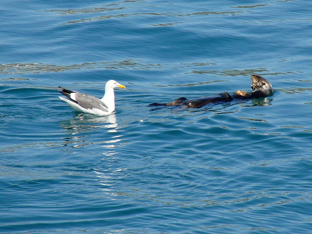 Seagull Eying the Otter's Catch