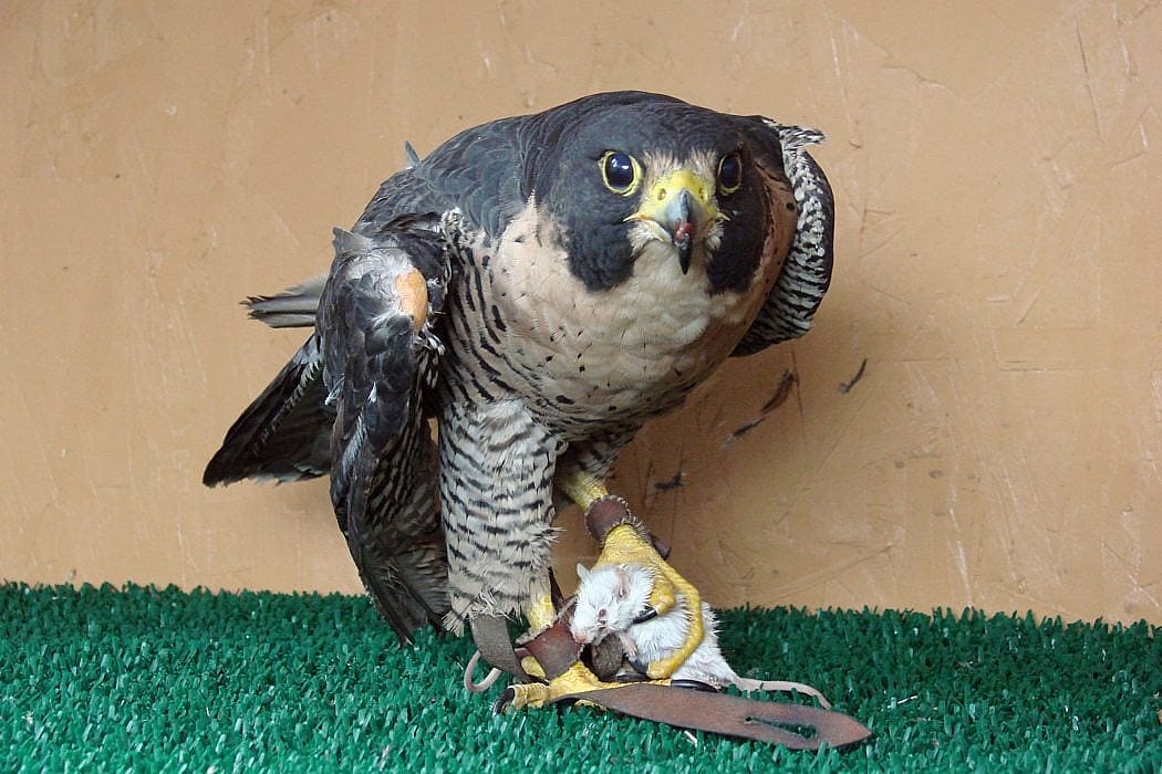 Peregrine holding mouse in talons.