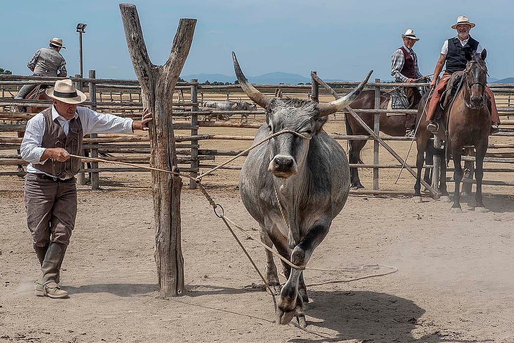 A Buttero Demonstrates Roping Skills, Rispescia, 2017. Photograph by Gabrielle Saveri.