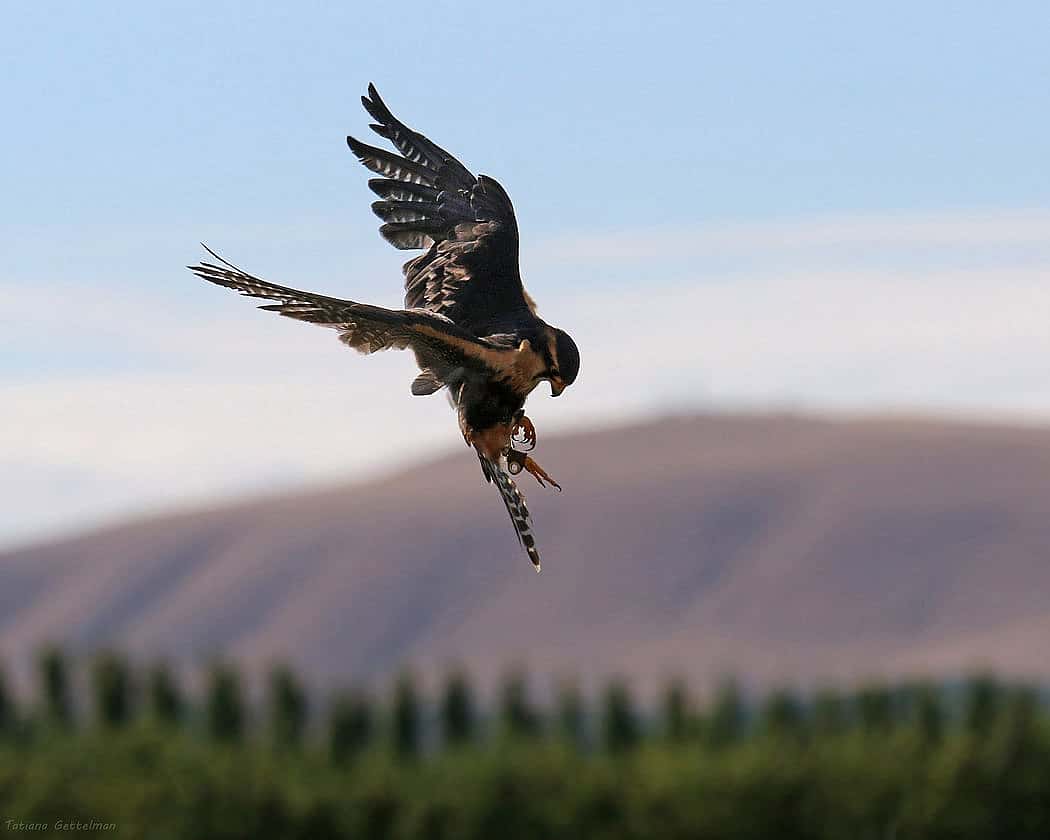 Aplomado Falcons May Do Abatement Work