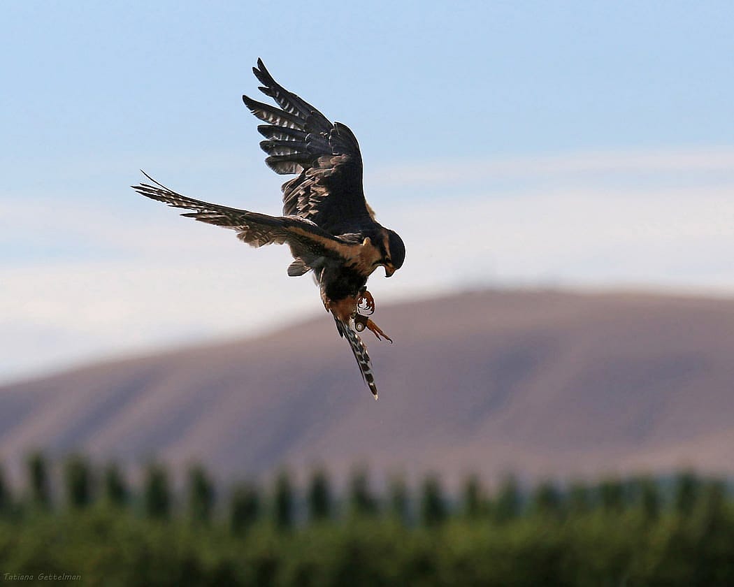 Aplomado Falcons May Do Abatement Work