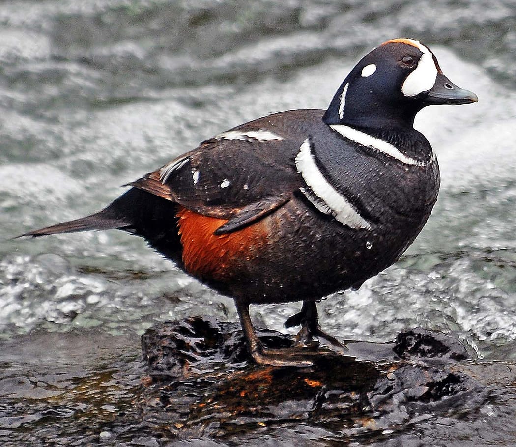 The harlequin duck is named for its distinctive color scheme, and is a favorite among photographers shooting near LeHardy Rapids in Yellowstone National Park. Photo by Rob Koelling.