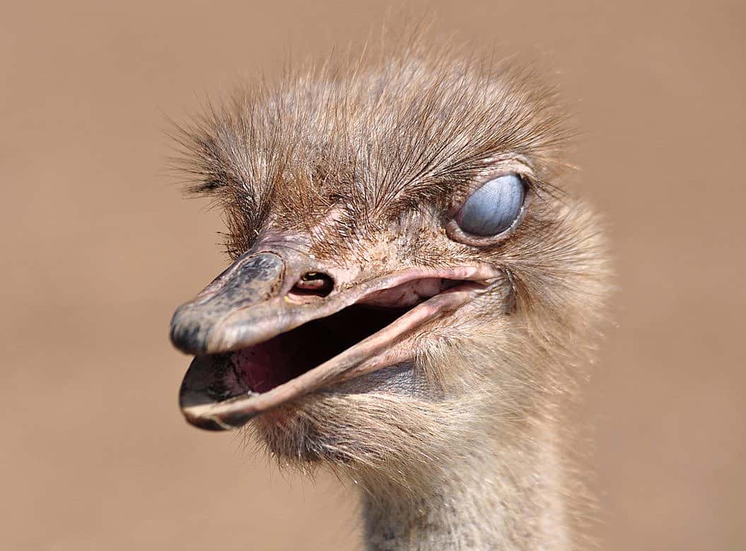 Ostrich showing a closed nicitating membrane.