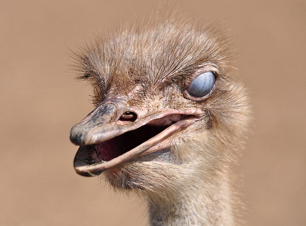 Ostrich showing a closed nicitating membrane.