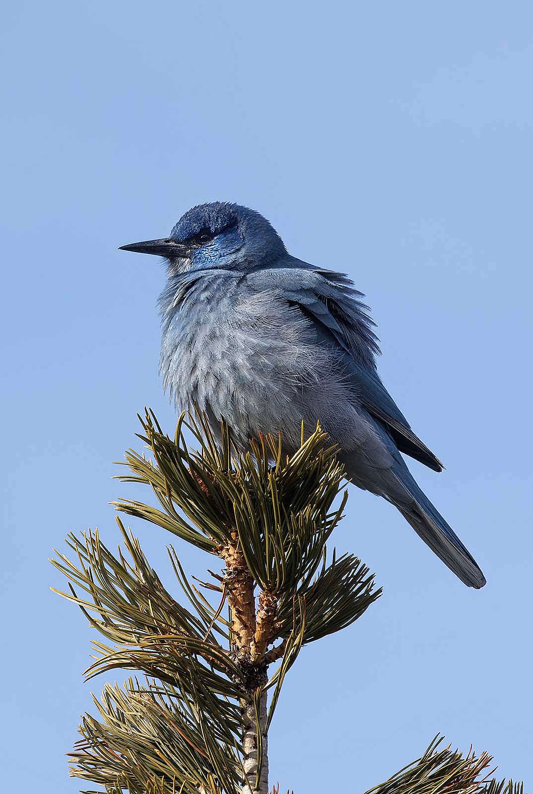Pinyon Jay in treetop. Kathy Lichtendahl photo.
