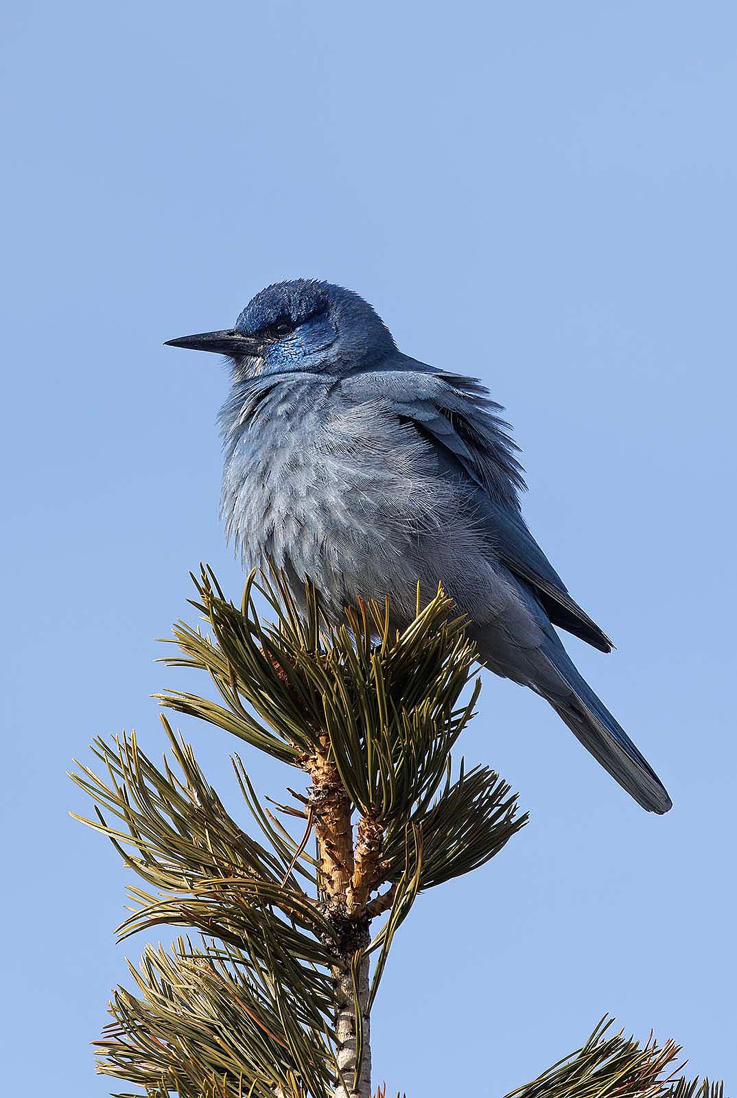 Pinyon Jay in treetop. Kathy Lichtendahl photo.