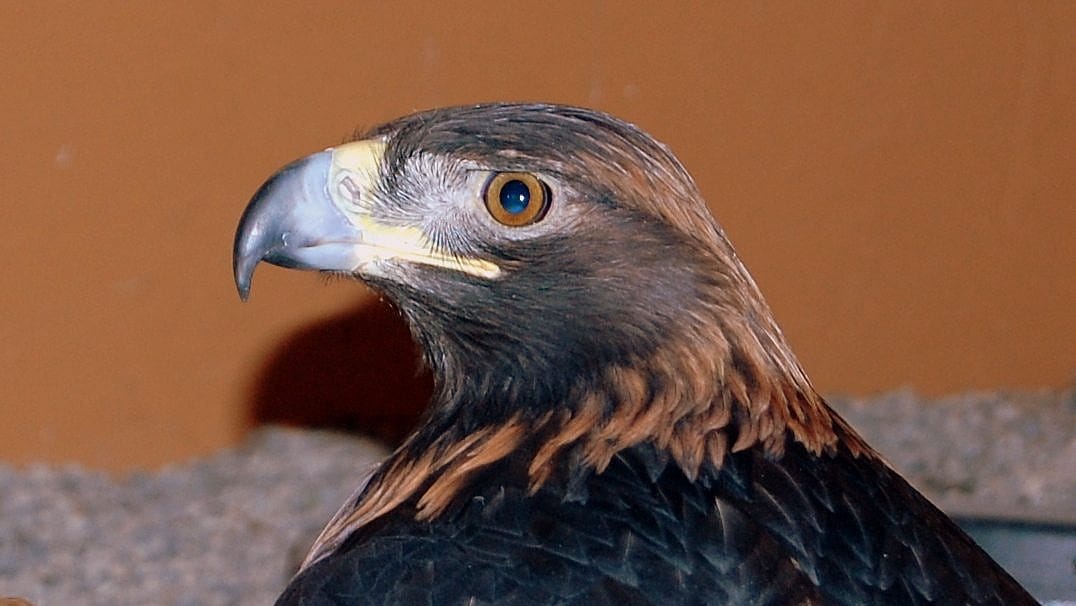 Kateri, the Golden Eagle