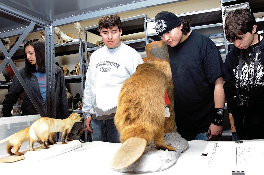 Students from the St. Labre Indian School inspect mounted specimens in the Draper Natural History Museum vaults.