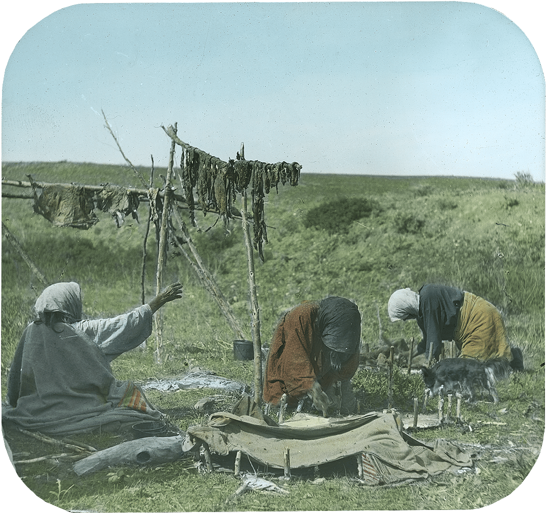 Crow women hanging meat to dry and staking out green hides, ca. 1903-1925. MS 95 William A. Petzoldt Lantern Slide Collection. LS.95.83