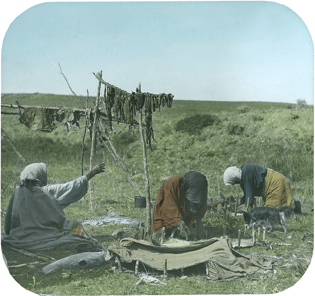 Crow women hanging meat to dry and staking out green hides, ca. 1903-1925. MS 95 William A. Petzoldt Lantern Slide Collection. LS.95.83