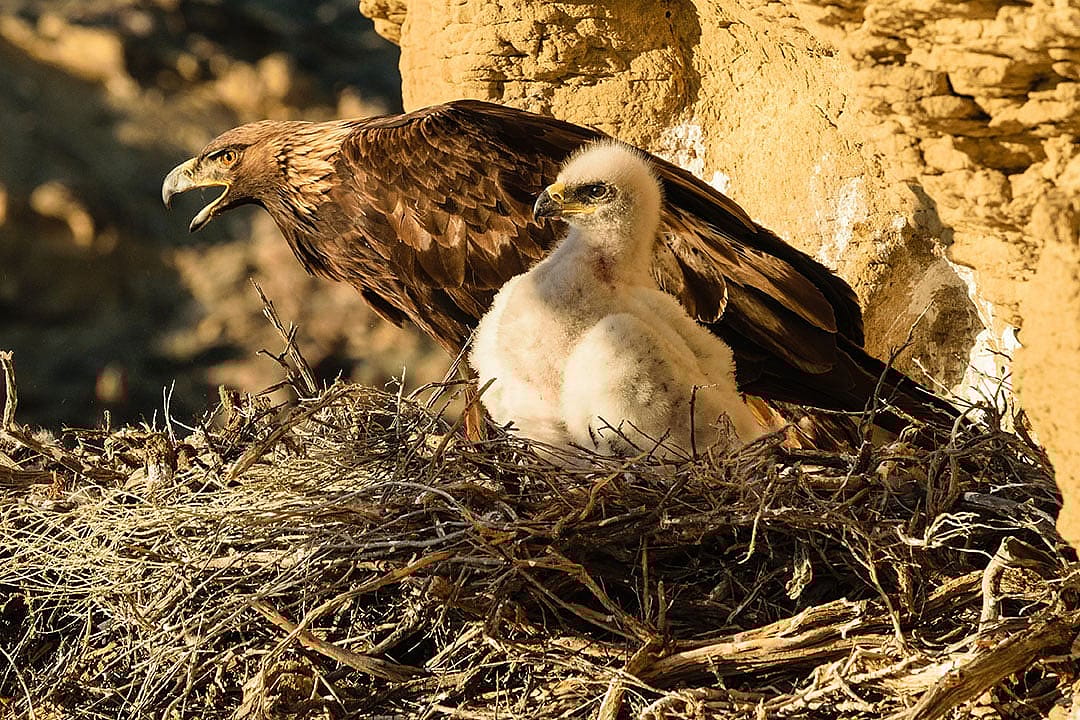One parent and young nestling survey Rattlesnake Gulch, while a second nestling rests behind the parent. Moosejaw Bravo Photography.