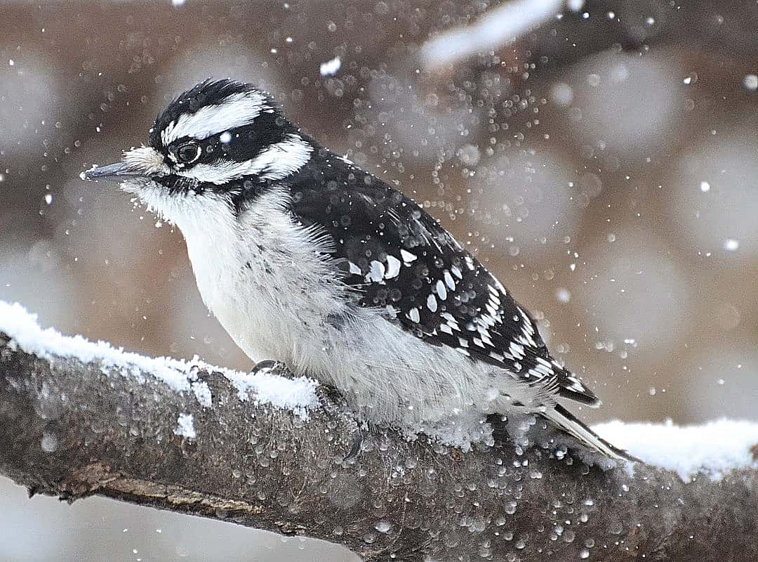Perched Downy Woodpecker On a Snowy Day