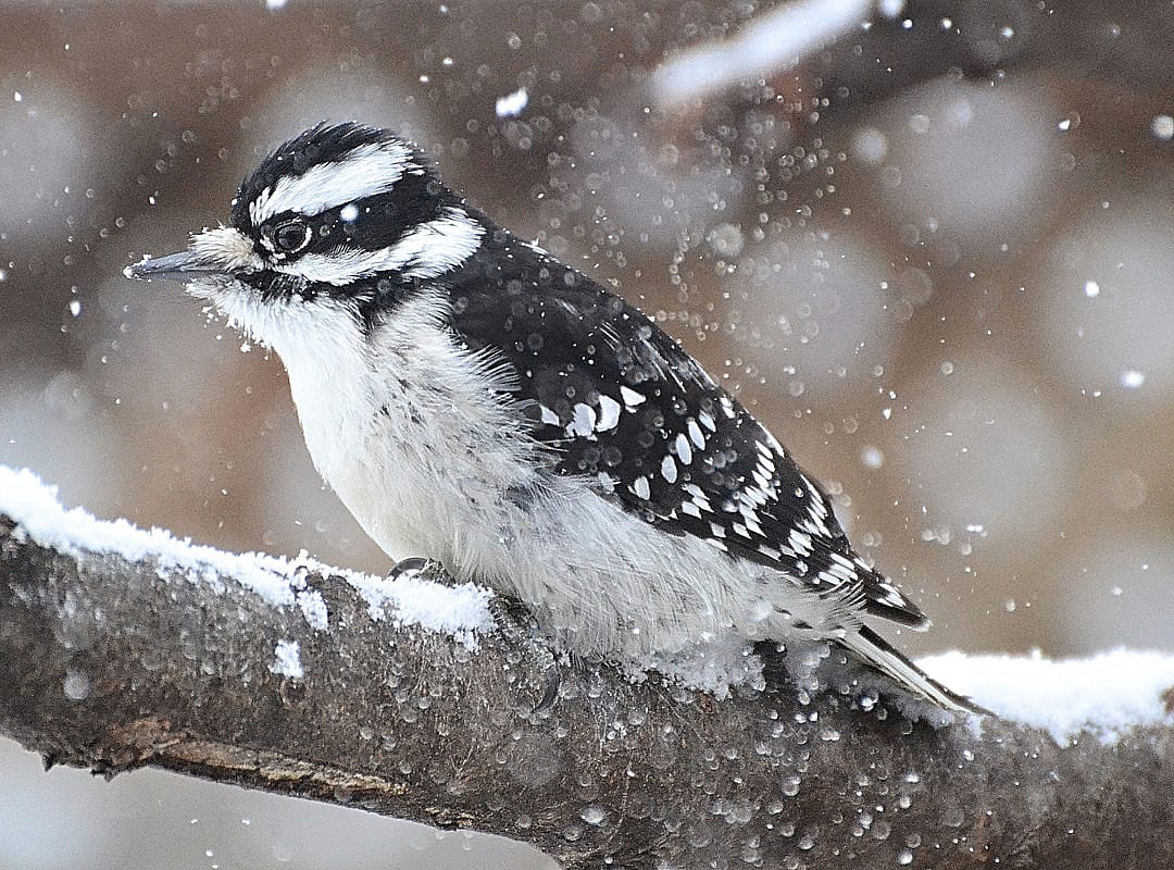 Perched Downy Woodpecker On a Snowy Day