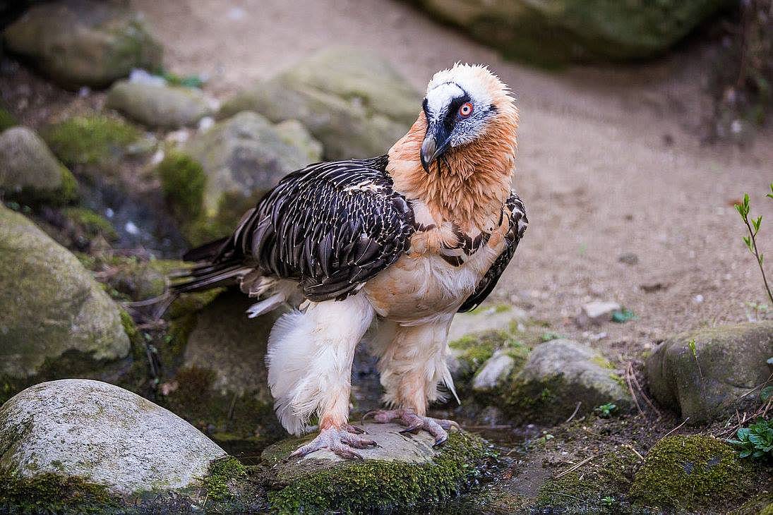 An Old World Bearded Vulture with its feathered head and neck. 