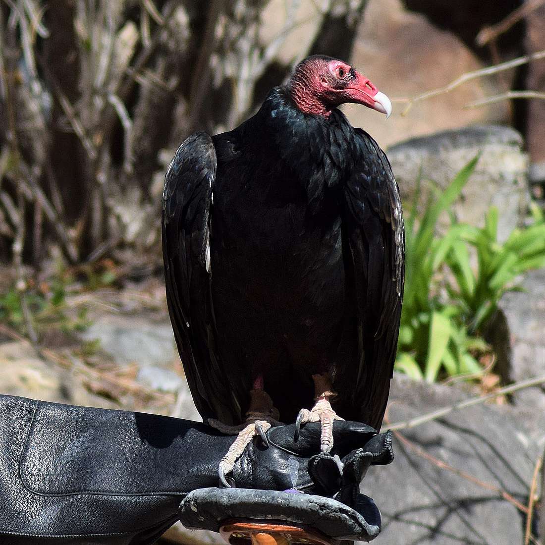 Turkey Vulture perched on a handlers glove to demonstrate what they look like. 
