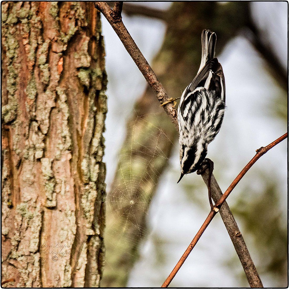 A Black and White Warbler picking through a spider web in search for trapped meals to eat.