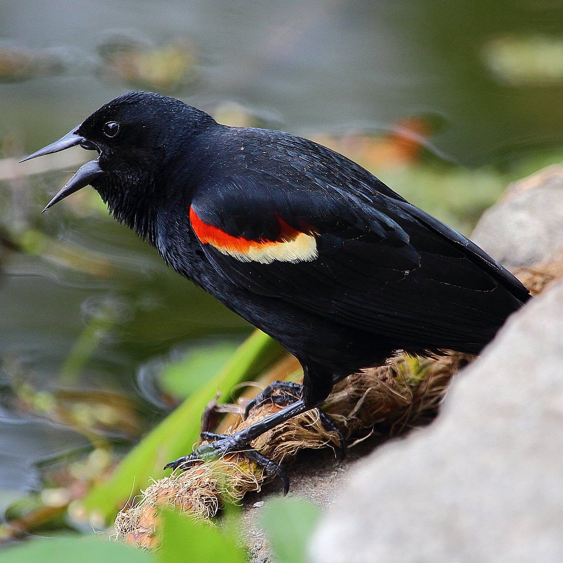 A male Red-winged Blackbird perched, but not showing off its large red epaulet patches. This illustrates what closed epaulets look like.