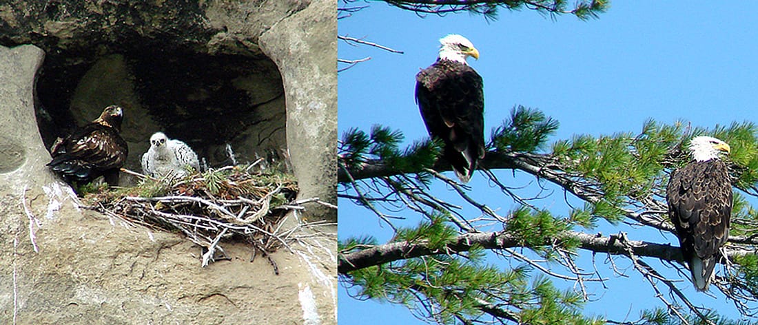 Golden Eagle in nest with chick and two Bald Eagles in a White Pine Tree.