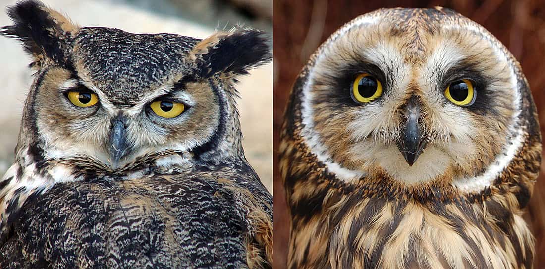 Comparing the faces of a Great Horned Owl and a Short Eared Owl.