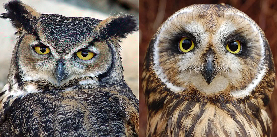 Comparing the faces of a Great Horned Owl and a Short Eared Owl.