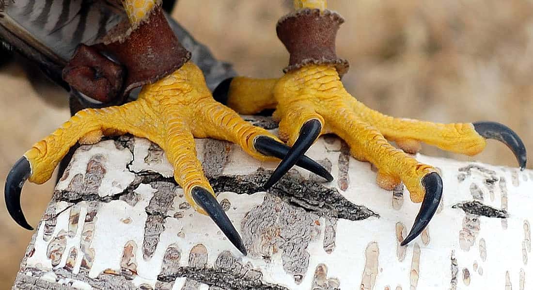Photo illustrates the long toes of a Peregrine Falcon. 
