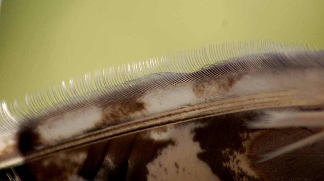 Fringe Like fluting On a Great Horned Owl's Flight Feather