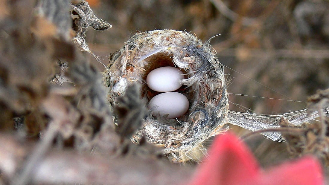 A photo taken from above a hummingbird's nest showing two eggs, and spider silk anchoring the nest to branches to demonstrate how spider web silk helps to keep eggs safe.