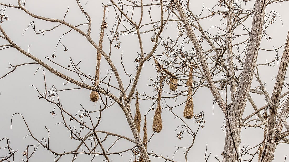 The photo illustrates what a hanging bird nest may look like.