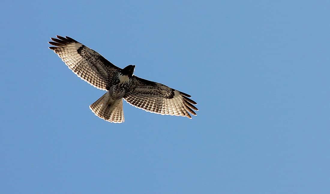 This Red-tailed Hawk has no red tail, but does have the dash & comma marks.
