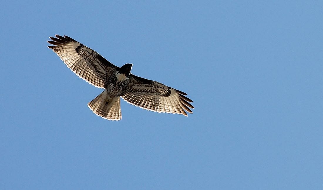 This Red-tailed Hawk has no red tail, but does have the dash & comma marks.