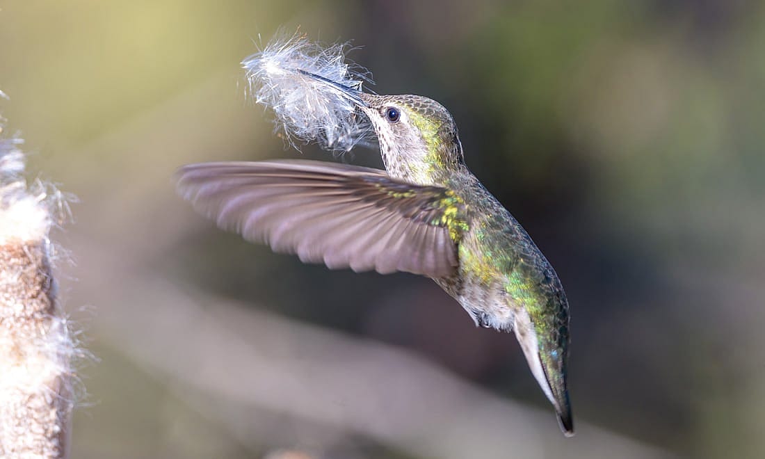 People can provide nesting material. This photo shows one type of natural nesting material people could gather and give to nesting birds.