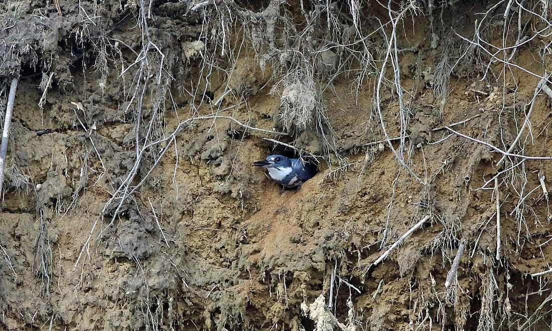 A male coming out of its nesting hole to demonstrate what a nesting hole may look like. 