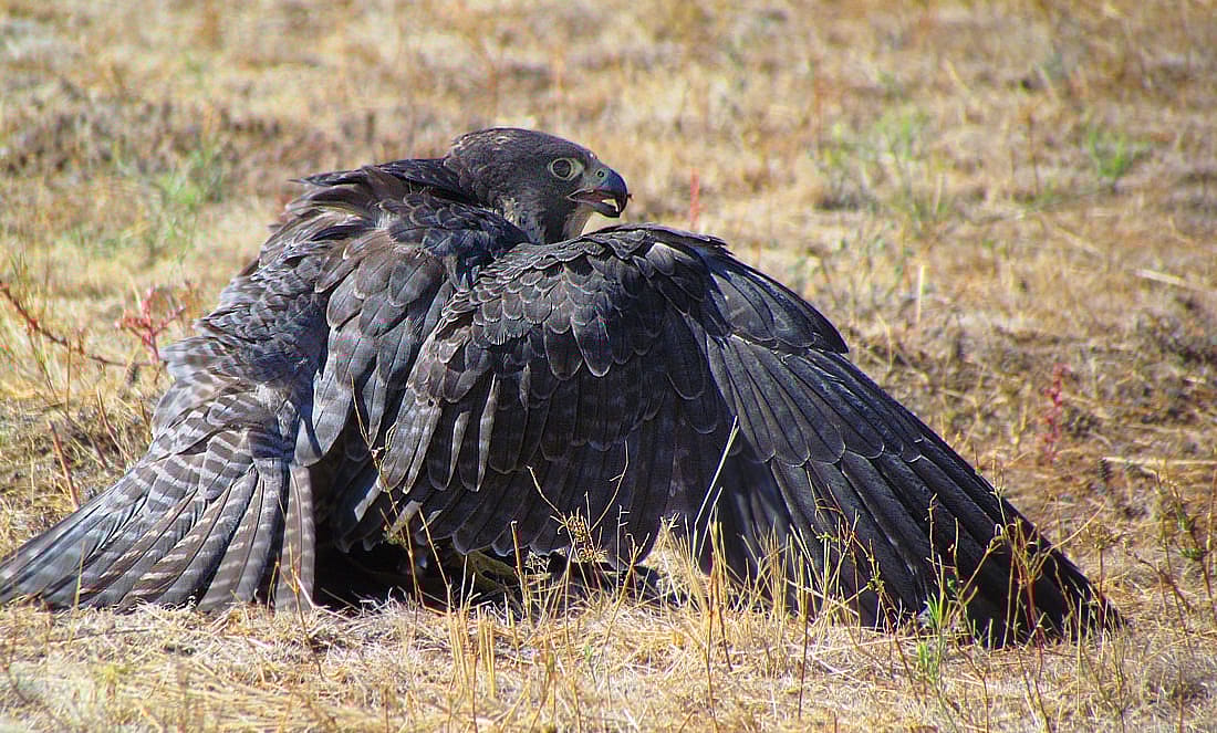 Peregrine with wings outstretched around kill to hide it from other predators. 