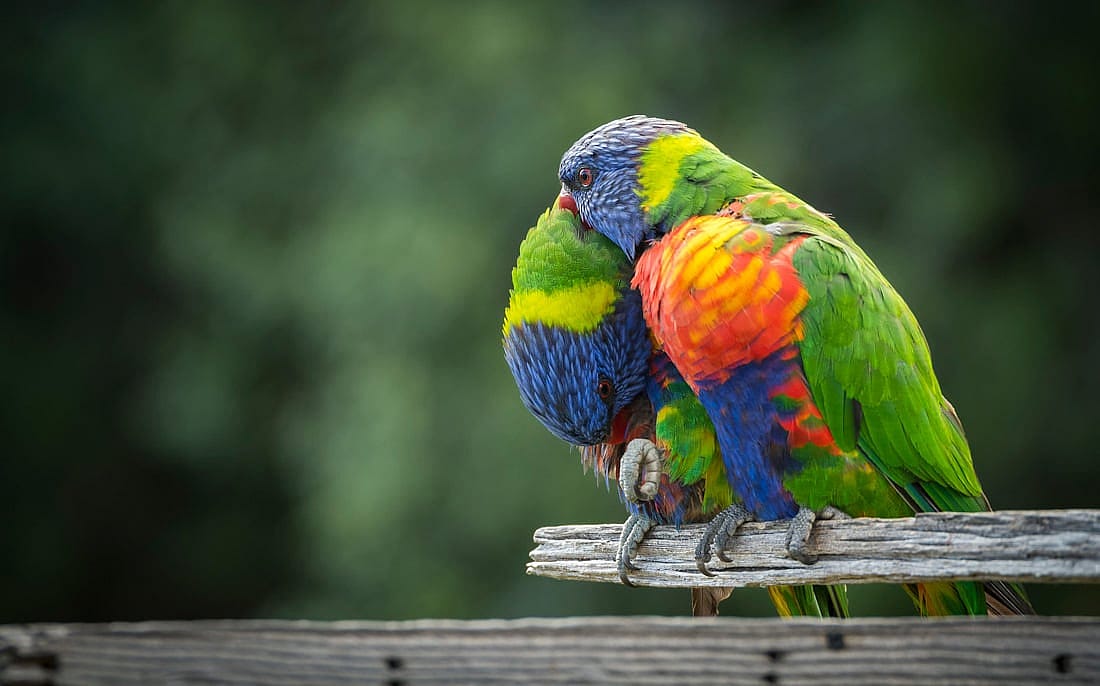 Two Rainbow Lorikeets demonstrating allpreening as one preens the other's neck area.